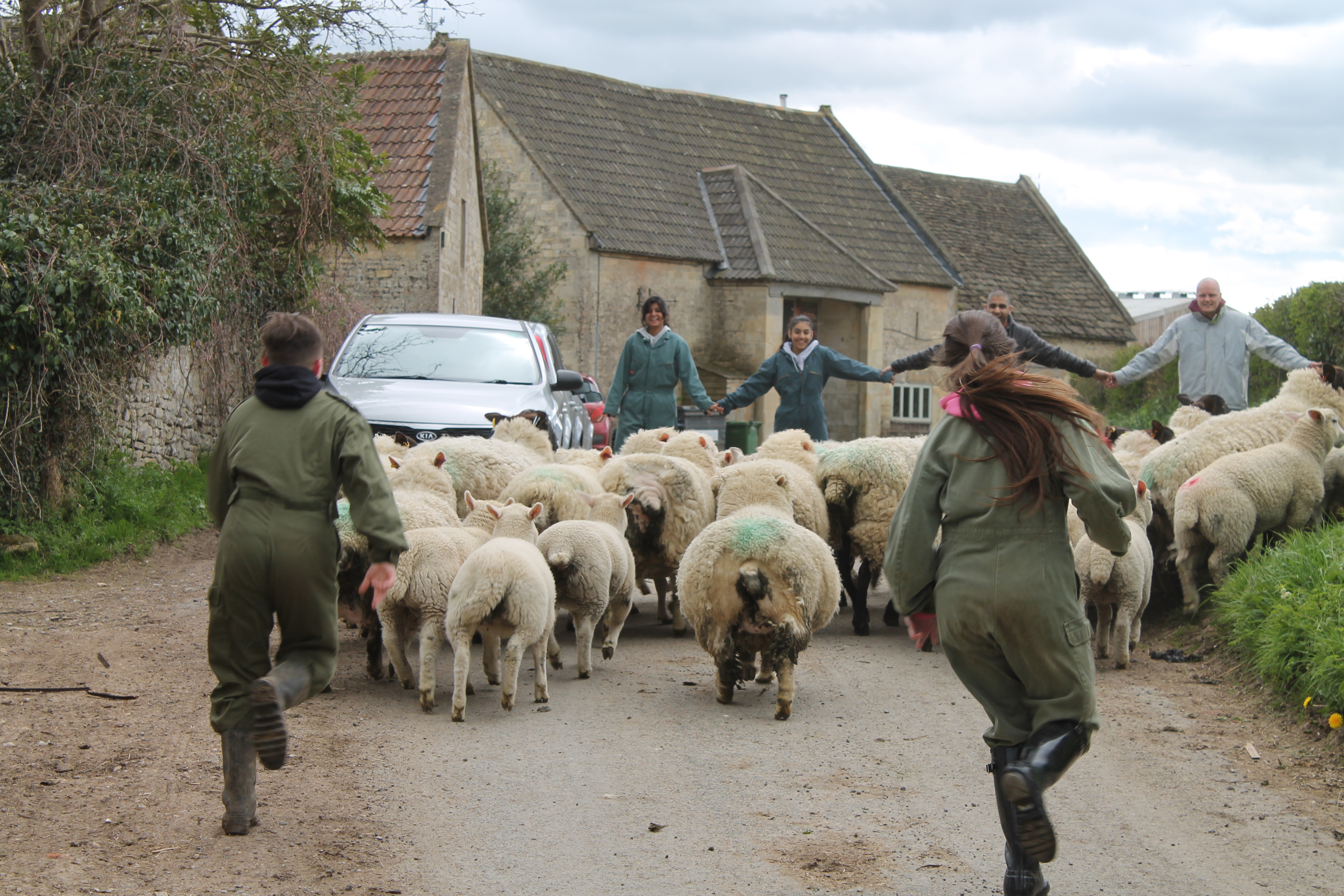 sheep herding_1.JPG